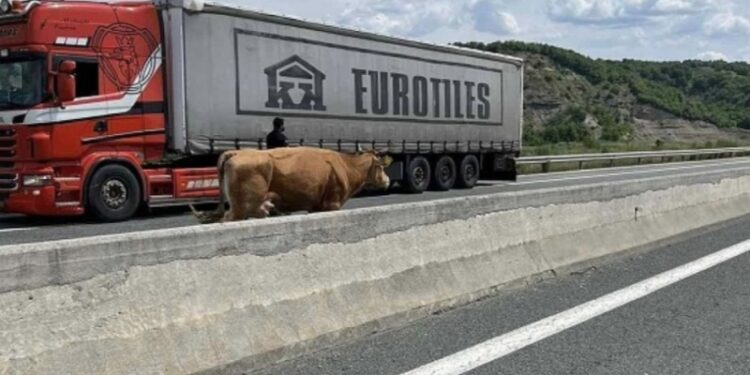 ΑΓΕΛΑΔΑ, ΕΓΝΑΤΙΑ