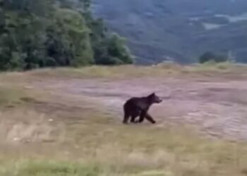 Αρκούδα «έκοβε» βόλτες σε στάση ΚΤΕΛ στα Γρεβενά-Βίντεο