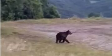 Αρκούδα «έκοβε» βόλτες σε στάση ΚΤΕΛ στα Γρεβενά-Βίντεο