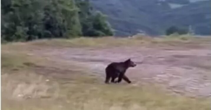 Αρκούδα «έκοβε» βόλτες σε στάση ΚΤΕΛ στα Γρεβενά-Βίντεο