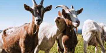 ΚΑΤΣΙΚΕΣ, ΖΩΑ, ΓΑΛΑ