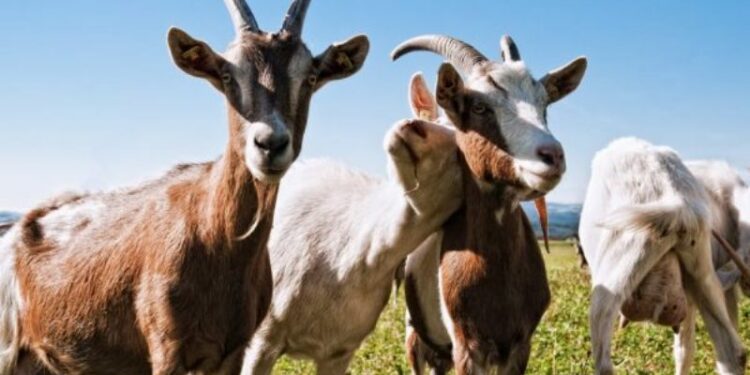 ΚΑΤΣΙΚΕΣ, ΖΩΑ, ΓΑΛΑ