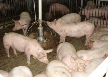 χοιροστασιο, γουρουνια