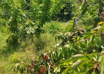 Γρεβενά: Οικογένειες αρκούδων αποδεκατίζουν εκατοντάδες κερασιές-Τεράστιες καταστροφές (βίντεο-φωτό)