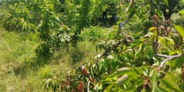 Γρεβενά: Οικογένειες αρκούδων αποδεκατίζουν εκατοντάδες κερασιές-Τεράστιες καταστροφές (βίντεο-φωτό)