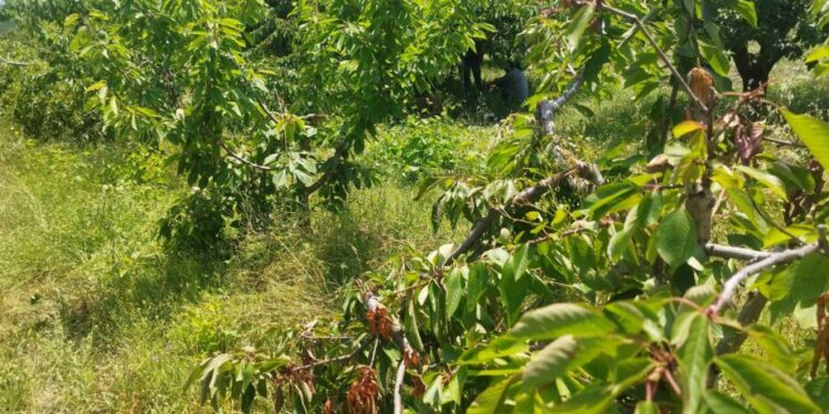 Γρεβενά: Οικογένειες αρκούδων αποδεκατίζουν εκατοντάδες κερασιές-Τεράστιες καταστροφές (βίντεο-φωτό)