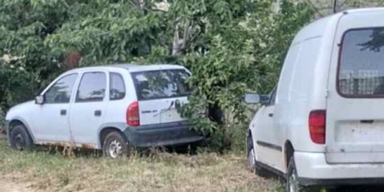 Σιάτιστα: Αρκούδες μέσα σε σπίτι, έτρωγαν κεράσια.  Βίντεο