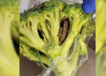 Άνδρας αγόρασε μπρόκολο και βρήκε κρυμμένο στη σακούλα… φίδι