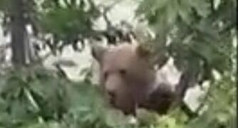 Σιάτιστα: Αρκούδα και πάλι μέσα σε σπίτι τρώει κεράσια. Βίντεο