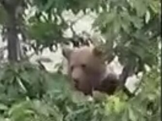 Σιάτιστα: Αρκούδα και πάλι μέσα σε σπίτι τρώει κεράσια. Βίντεο