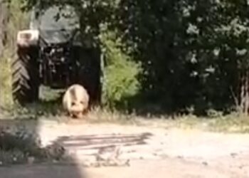 Τσοτύλι: Αρκούδα μέρα μεσημέρι.  Την πήρε στο κυνήγι.  Βίντεο