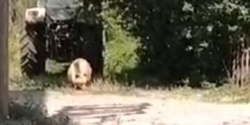 Τσοτύλι: Αρκούδα μέρα μεσημέρι.  Την πήρε στο κυνήγι.  Βίντεο