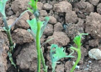 Kαλονέρι Βοΐου: Επιδρομή από ακρίδες – Αφάνισαν καλλιέργειες