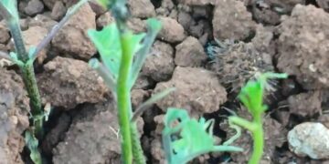 Kαλονέρι Βοΐου: Επιδρομή από ακρίδες – Αφάνισαν καλλιέργειες