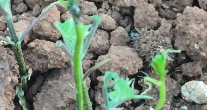 Kαλονέρι Βοΐου: Επιδρομή από ακρίδες – Αφάνισαν καλλιέργειες