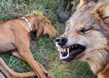 Λύκοι έπνιξαν λαγόσκυλο σε περιοχή της Κοζάνης – Βίντεο