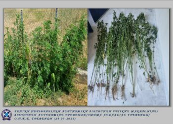 Γρεβενά: Συνελήφθη 63χρονος για καλλιέργεια δενδρυλλίων κάνναβης
