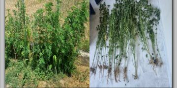 Γρεβενά: Συνελήφθη 63χρονος για καλλιέργεια δενδρυλλίων κάνναβης