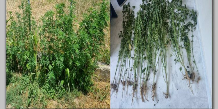 Γρεβενά: Συνελήφθη 63χρονος για καλλιέργεια δενδρυλλίων κάνναβης