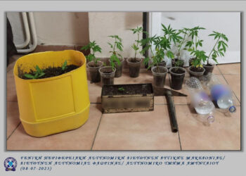 Φλώρινα: Φύτεψε 16 κανναβουριές και κατέληξε με χειροπέδες