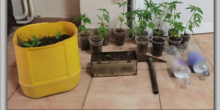 Φλώρινα: Φύτεψε 16 κανναβουριές και κατέληξε με χειροπέδες