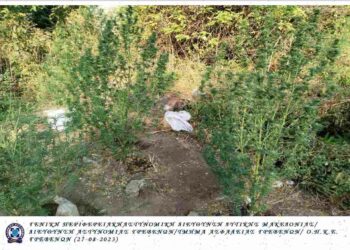 Γρεβενά: Καλλιεργούσε κανναβουριές