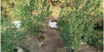 Γρεβενά: Καλλιεργούσε κανναβουριές