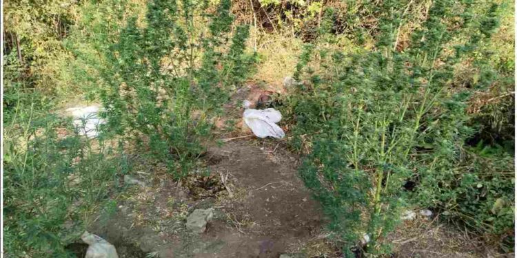 Γρεβενά: Καλλιεργούσε κανναβουριές