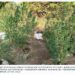 Γρεβενά: Καλλιεργούσε κανναβουριές