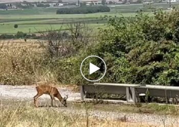 Κοζάνη: Ζαρκάδι καταγράφηκε να πίνει νερό – Βίντεο