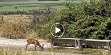 Κοζάνη: Ζαρκάδι καταγράφηκε να πίνει νερό – Βίντεο