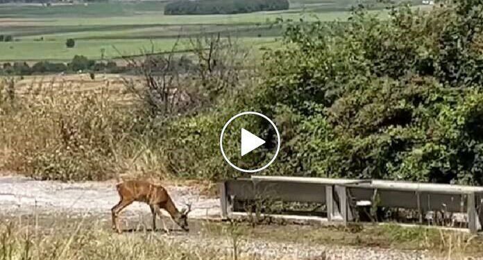 Κοζάνη: Ζαρκάδι καταγράφηκε να πίνει νερό – Βίντεο