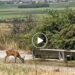 Κοζάνη: Ζαρκάδι καταγράφηκε να πίνει νερό – Βίντεο