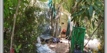 Εξαρθρώθηκε εγκληματική ομάδα τα μέλη της οποίας δραστηριοποιούνταν στην καλλιέργεια -397- δενδρυλλίων κάνναβης