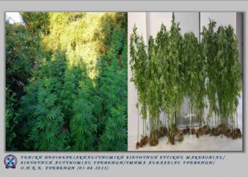 Γρεβενά: Σύλληψη 67χρονου με 75 κανναβουριές – βίντεο