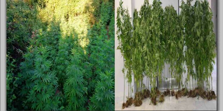 Γρεβενά: Σύλληψη 67χρονου με 75 κανναβουριές – βίντεο