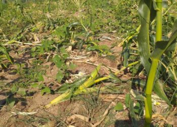 Καστοριά: Δεν άφησε τίποτα όρθιο η Αρκούδα σε χωράφι με καλαμπόκι