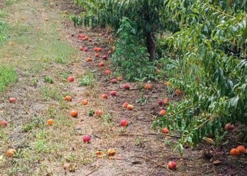 “Χτυπήθηκε” από την κακοκαιρία ο κάμπος του Βελβεντού