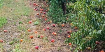 “Χτυπήθηκε” από την κακοκαιρία ο κάμπος του Βελβεντού
