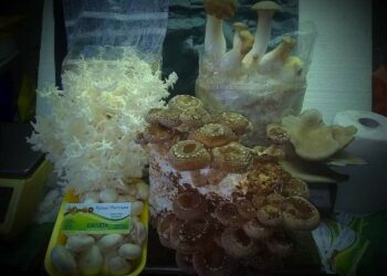 Τα μανιτάρια Σιάτιστας, κάθε Πέμπτη στη Λαϊκή!