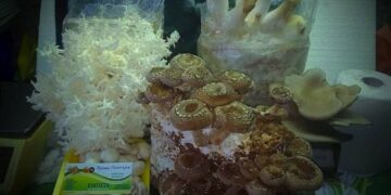 Τα μανιτάρια Σιάτιστας, κάθε Πέμπτη στη Λαϊκή!