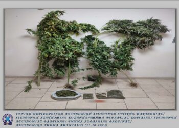 Φλώρινα: Συνελήφθη 61χρονος για καλλιέργεια δενδρυλλίων κάνναβης και κατοχή ναρκωτικών ουσιών