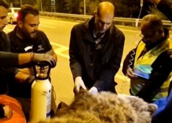 Νεάπολη: Επιχείρηση διάσωσης αρκούδας που έπεσε θύμα τροχαίου