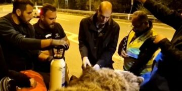 Νεάπολη: Επιχείρηση διάσωσης αρκούδας που έπεσε θύμα τροχαίου