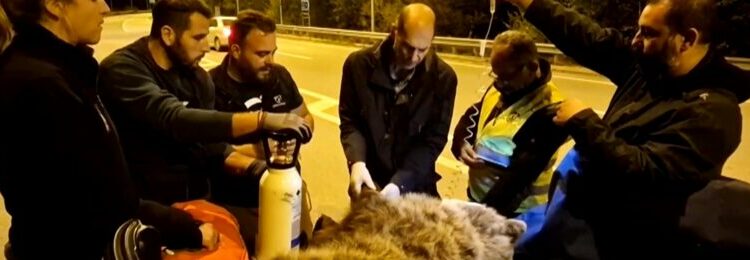 Νεάπολη: Επιχείρηση διάσωσης αρκούδας που έπεσε θύμα τροχαίου