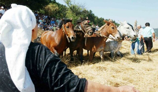 Πρόταση για πρόστιμο σε δημοτική επιχείρηση 10.000€ για κάθε άλογο που χρησιμοποιήθηκε σε αναπαράσταση εθίμου