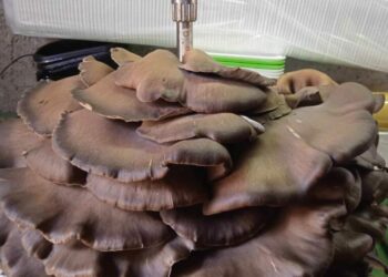 Σιάτιστα: Εντόπισε γιγάντιο μανιτάρι πλευρώτους σχεδόν 10 κιλών