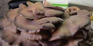 Σιάτιστα: Εντόπισε γιγάντιο μανιτάρι πλευρώτους σχεδόν 10 κιλών