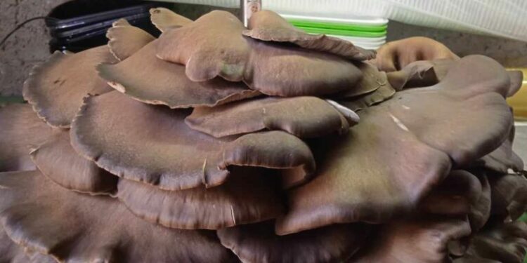 Σιάτιστα: Εντόπισε γιγάντιο μανιτάρι πλευρώτους σχεδόν 10 κιλών