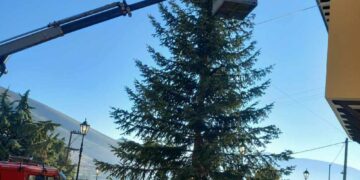 Σιάτιστα: Έφτασε το Χριστουγεννιάτικο δέντρο. Προετοιμασία για τη συναυλία με την Αναστασία